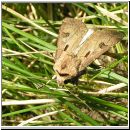 Agrotis exclamationis - Gemeine Graseule 02.jpg